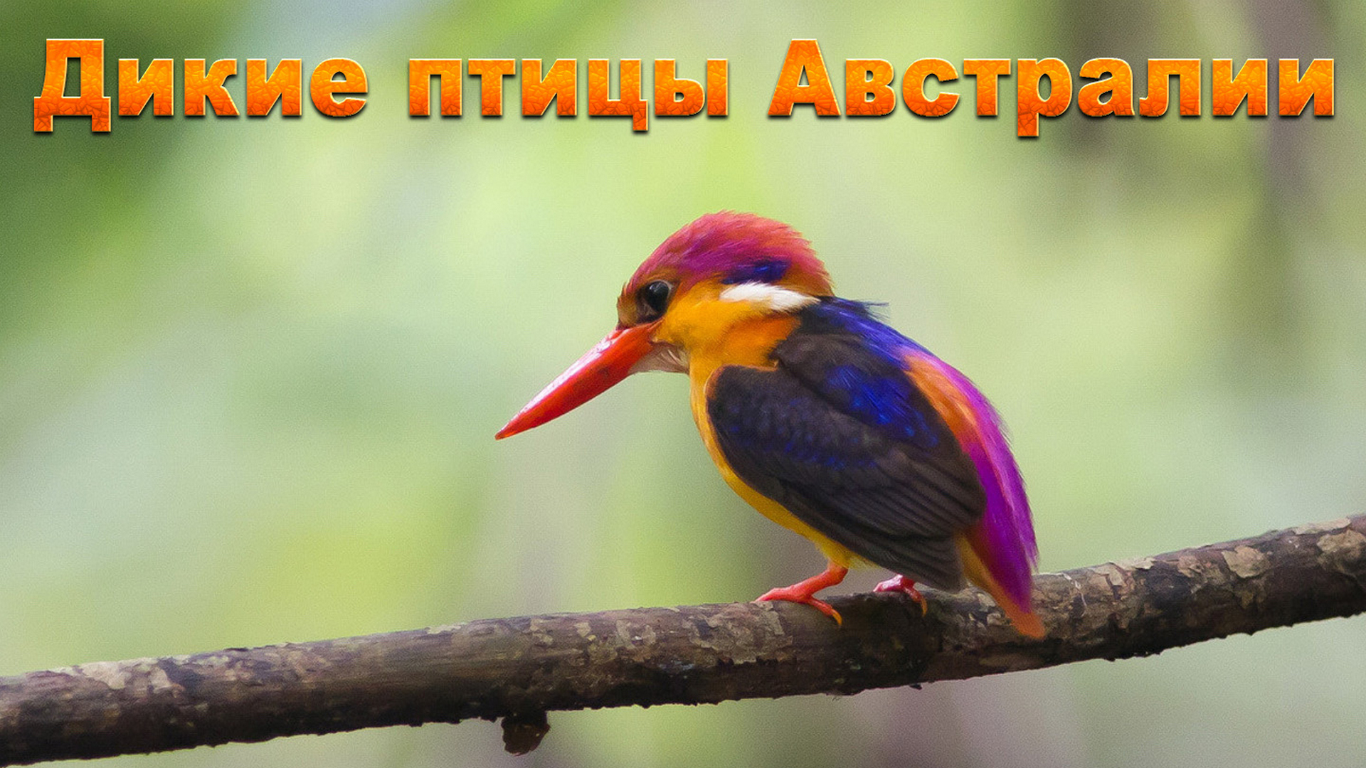 Птичка мозгоклюйка картинки