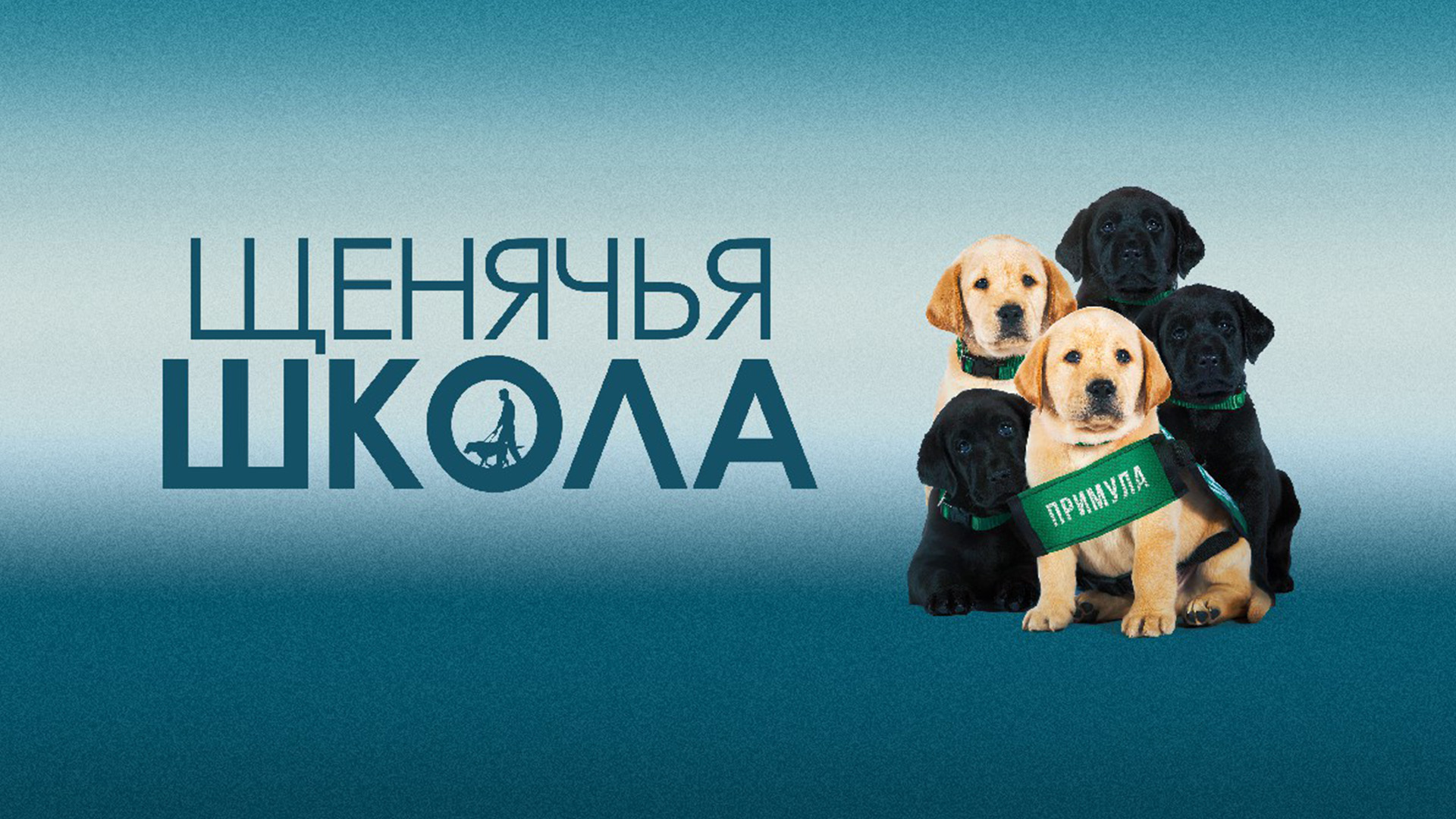 щенячья школа. щенячья школа. золотистый лабрадор. щенячья школа. собачий отряд щенячья школа.