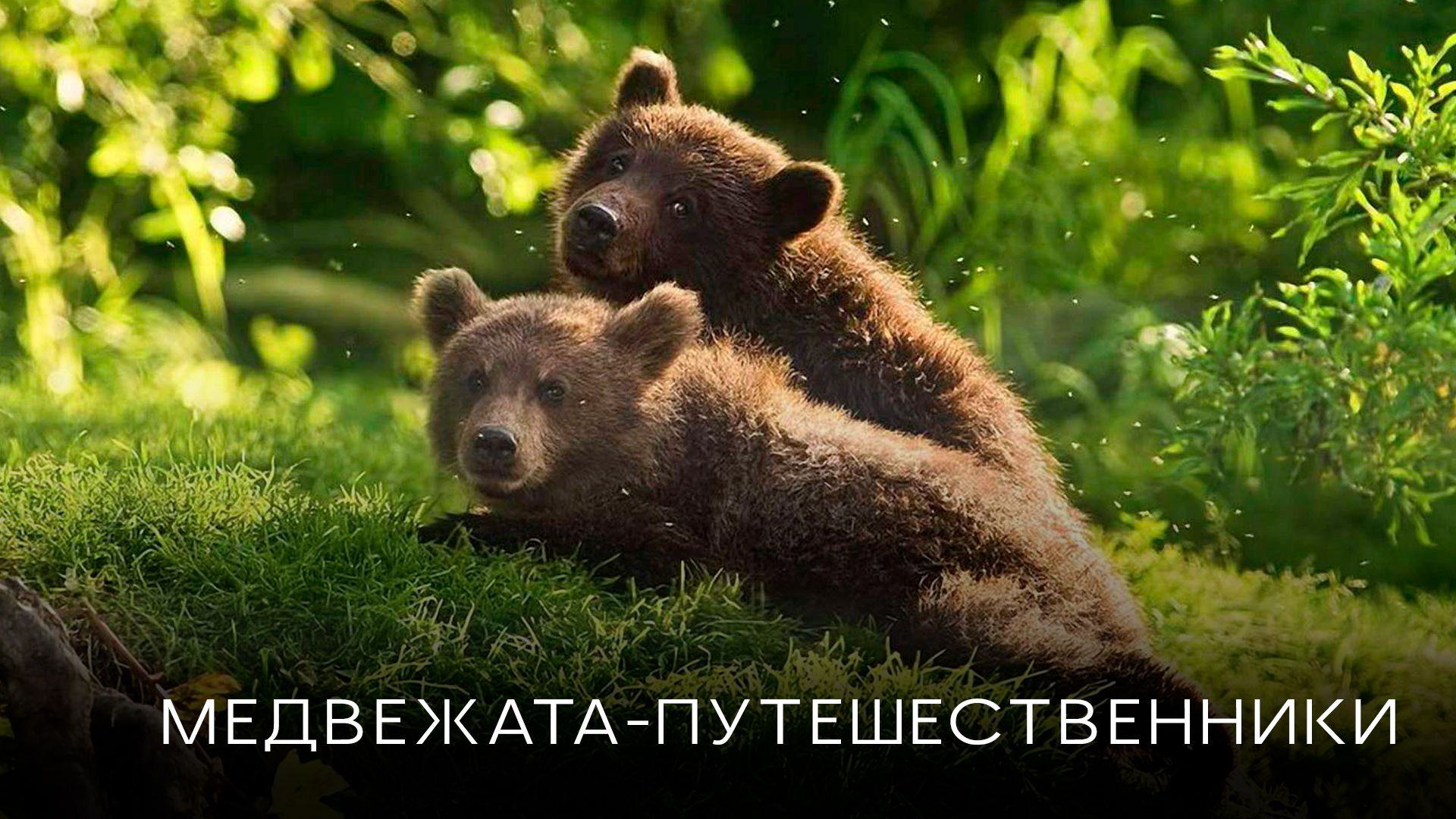 Медведь путешественник. Мишка-путешественник.