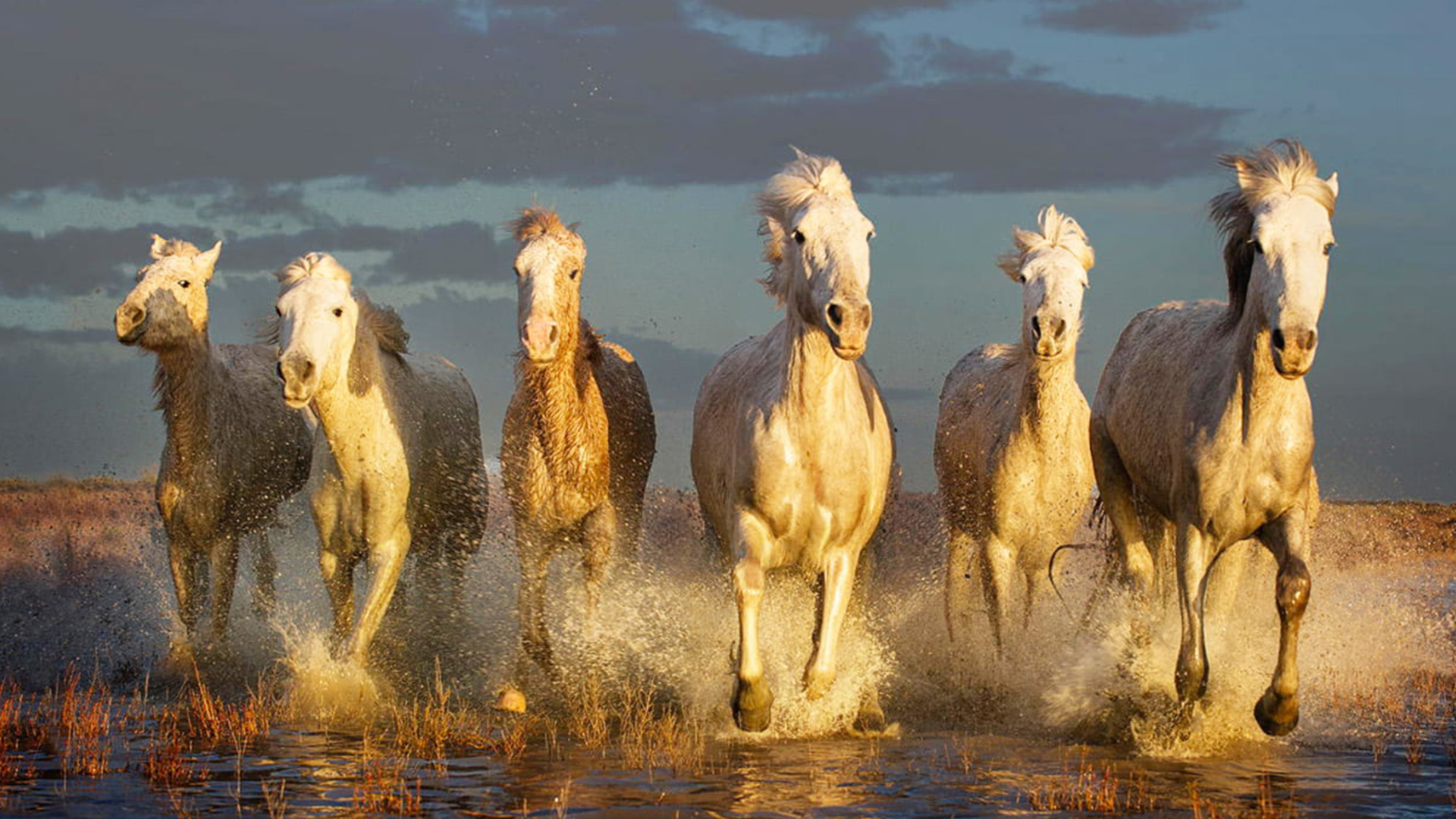 Horses are beautiful